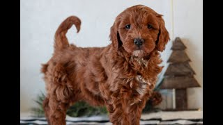 Video preview image #1 Goldendoodle (Miniature) Puppy For Sale in LITITZ, PA, USA
