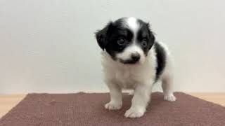 ハーフ犬の動画01