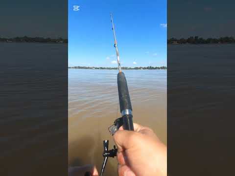 Subiendo la pesca de un bagre hasta hacerme viral capitulo 400