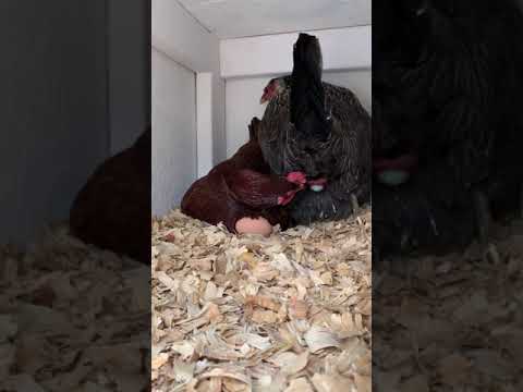 मुर्गी अंडा कैसे देती है देखिए 🔥 #shorts