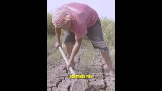 Download lagu Digging for Fish? See How Africans Catch Fish Without Water! 😱😲 #crazy mp3