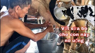Download lagu Cận cảnh vắt sữa bò tươi của những người nông dân mp3