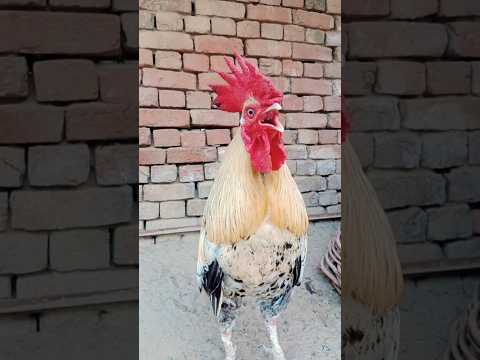 rooster morning call #rooster #chicken #cock