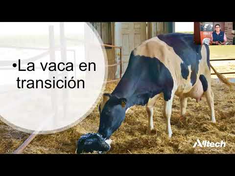 , title : 'Desafíos de las vacas recién paridas: Importancia del monitoreo constante y técnicas de mejora'