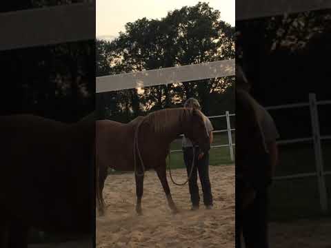 Wasser mit Pferd überwinden, Übung auf unserem Reitplatz in der Ferienwohnung Schmugglerpatt