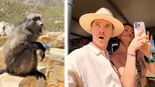 We went on a Safari & the baboons caused chaos