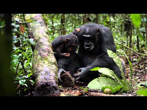 Chimpanzee (TV Spot 'Jane Goodall')