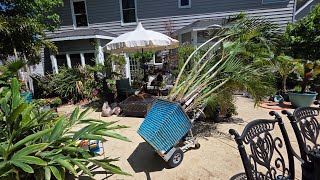 Backyard Summer Reset! Moving Tropical Plants Outside
