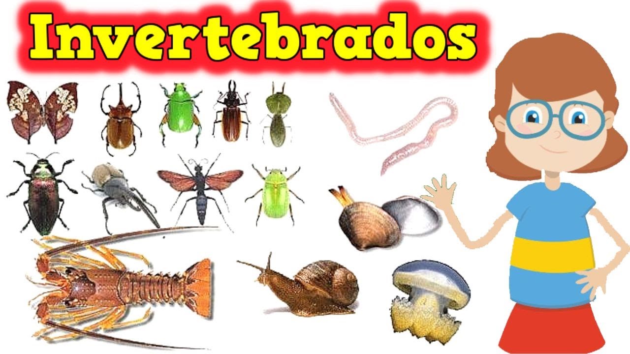 Animais Invertebrados - @explicandoumpoucomais
