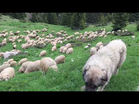 pamje e bukur nga bjeshka e Roshkodolit - Isniq, Deçan