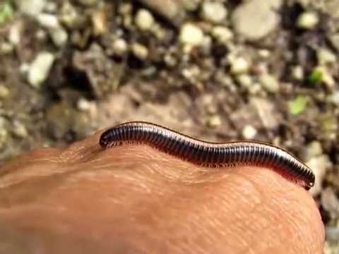 Hogyan lehet megkülönböztetni a pinwormot a roundwormtól