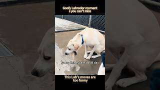 Hilarious moments of a Labrador🤣😋🥰#FunnyLabrador #LabLife#dog#funnydogs#fyp #foryou #viral