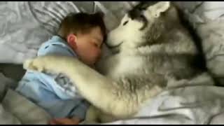 子供の就寝時間、愛犬のシベリアンハスキーと… #shorts