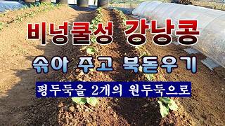 [텃밭농부 2,200]  비넝쿨성 강낭콩. 솎아 주고 북돋우기 이렇게 해 주세요! #강낭콩재배