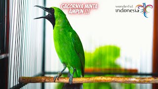 Download lagu TERAPI CUCAK HIJAU STRESS MACET BUNYI, PANCINGAN AGAR GACOR KEMBALI !!! mp3