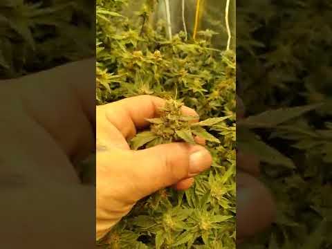 North Atlantic Seed Company Coupon Code