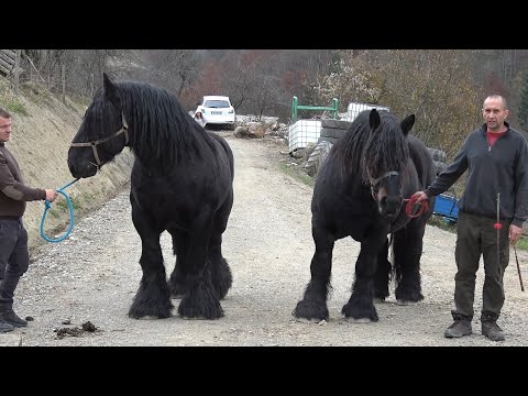 Caii lui Bexa Daniel de la Ciuruleasa, Alba - 2025 Nou!!!