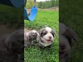 Bernedoodle dogs for sale: Skylar  - Video 1