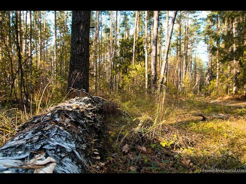 VLOG: А чем я не мама отличника?)\ЗАБЛУДИЛИСЬ В ЛЕСУ\Семейный отдых\Покупки фикс прайс .