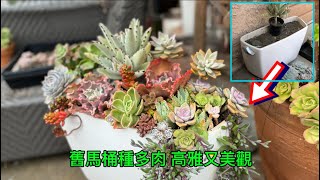 Turning an Old Toilet tank into a Unique Garden Planter$0 馬桶這樣種花高雅又美觀