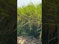 Punjabi Song Khet Kheti ️