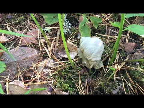 Snäckan har känselspröt! NATURSPANARNA