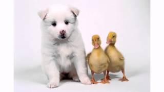 Have a Do-Wa Happy Birthday!