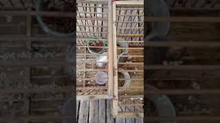 Download lagu suara prenjak nyetater, cocok buat pikat/masteran burung gacoannya mp3