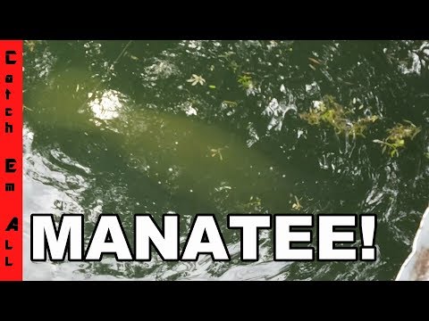 MANATEE ON FISHING LINE! Cops Called! Worst Fishing day EVER!