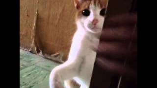 Aquí no metas mano, cochino humano