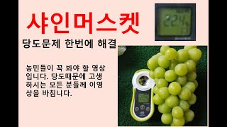 고소득 대농가(8천평) 5월에 조기 수확 하는 피오네(거봉) 그리고 샤인머스켓 당도 올리는 방법을 공개합니다…