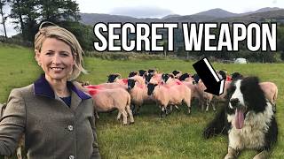 How Irish Shepherds Manage Their Flocks