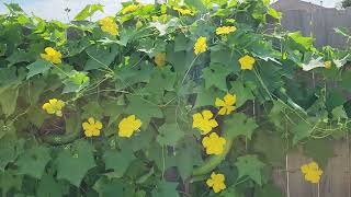 Giàn mướp bên hiên nhà