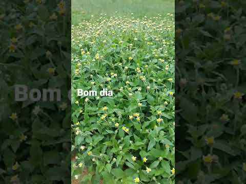 Bom dia #shorts #ozielticuna #7setembro