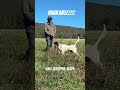 AVAILABLE! #puppy #englishsetter #hunting #birddog #doglife