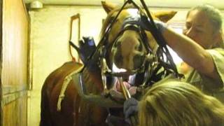 Floating Dasher's Teeth (Pt. 1/3)