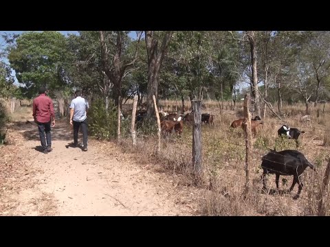 UFPI desenvolve sistema onde animais, pastagens e árvores são cultivados simultaneamente10 09 2022