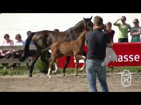 IZ131CH Stutfohlen von Cascadello I - Heraldik xx - Lord