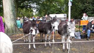 preview picture of video 'Norden Beestmarkt 2012 Tier- und Pferdemarkt Ostfriesland'