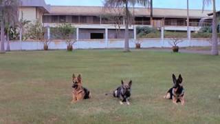 Download lagu Bruce Lee vs. Dogs mp3