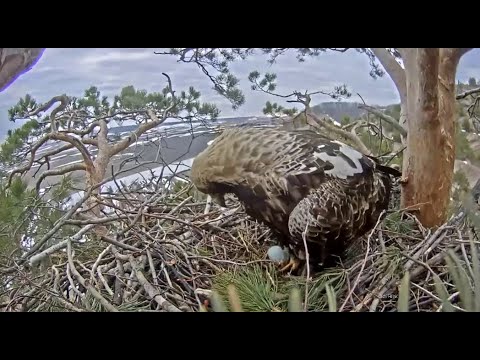 Eastern Imperial Eagle — Aquila heliaca — call and territorial display