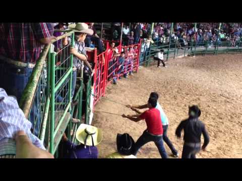 Accidente chistoso de jaripeo. (Bull ride accident)