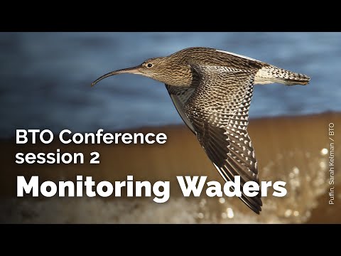 BTO Conference: Session 2 - Monitoring Waders
