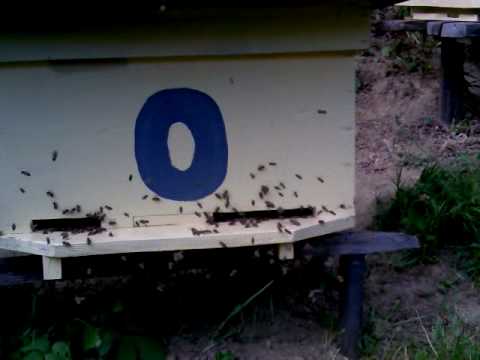 albinele in plin cules.3gp