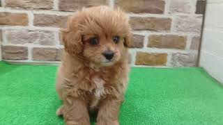 ハーフ犬の動画01