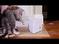 Petsafe FroliCat CHEESE Automatic Cat Teaser žaislas katėms su pelyte