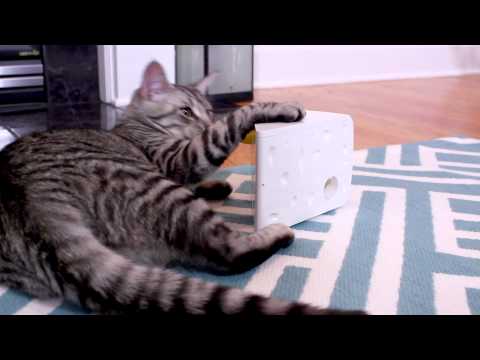 Petsafe FroliCat CHEESE Automatic Cat Teaser žaislas katėms su pelyte video