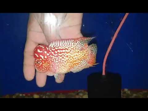 No.9 FD male for sale each or take all 10 items