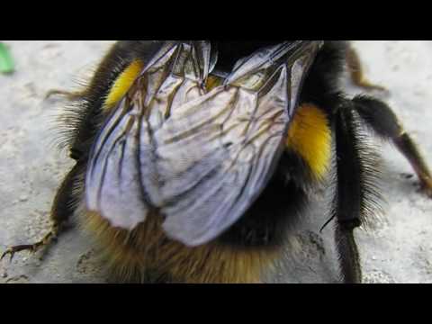 giant fat hairy bumble bee