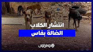 الكلاب الضالة بفاس.. مخاوف الأسر تتزايد بين متطلبات السلامة العامة والرفق بالحيوان thumbnail